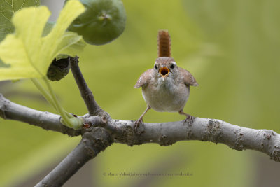 Eurasian Wren - Troglodytes troglodytes