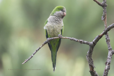 Monk Parakeet - Myopsitta monachus