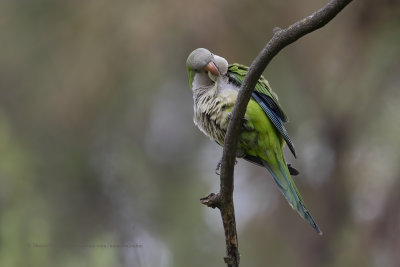 Monk Parakeet - Myopsitta monachus