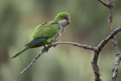 Monk Parakeet - Myopsitta monachus