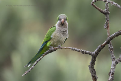 Monk Parakeet - Myopsitta monachus