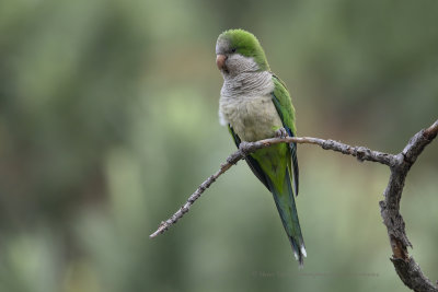 Monk Parakeet - Myopsitta monachus