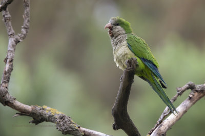 Monk Parakeet - Myopsitta monachus