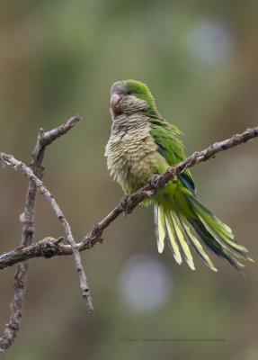 Monk Parakeet - Myopsitta monachus