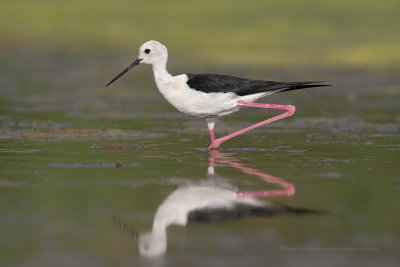 Black-winged stilt - Himantopus himantopus