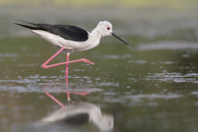 Black-winged stilt - Himantopus himantopus