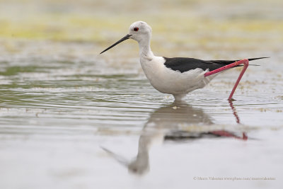 Black-winged stilt - Himantopus himantopus