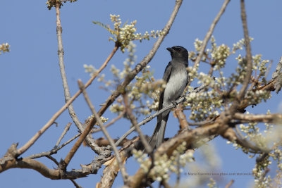 Ashy Drongo - Dicrurus leucophaeus