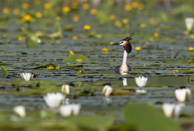 Great-crested greebe - Podiceps cristatus