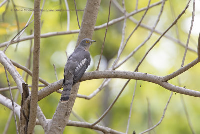 Common Hawk Cuckoo - Hierococcyx varius