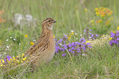 Common Quail - Coturnix coturnix