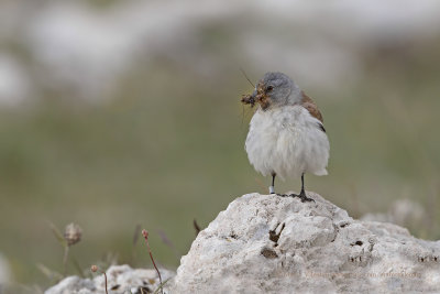Snowfinch - Montifringilla nivalis