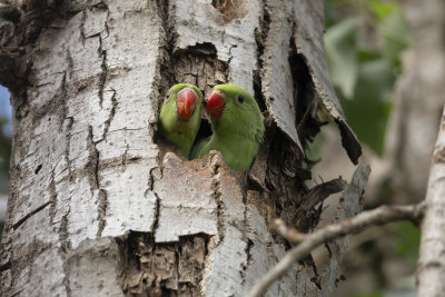 Rosy-ringed parakeet- Psittacula krameri