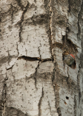 Little spotted woodpecker - Dendrocopus minor