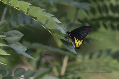 Sri Lanka Birdwing - Troides darsius