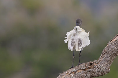 Black-headed ibis - Threskiornis melanocephalus