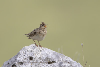 Skylark - Alauda arvensis