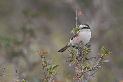 Masked Shrike - Lanius nubicus