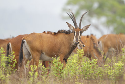 Roosevelt's Sable - Hippotragus roosevelti