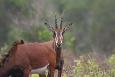 Roosevelt's Sable - Hippotragus roosevelti