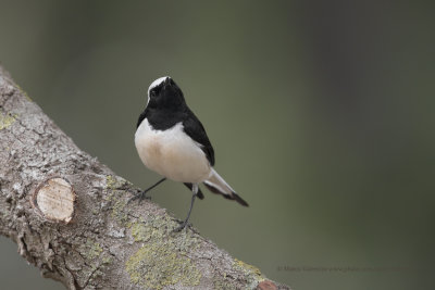 Cyprus Wheatear - Oenanthe cypriaca