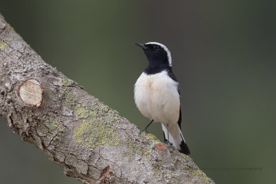 Cyprus Wheatear - Oenanthe cypriaca