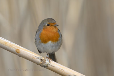 Robin - Erithacus rubecula