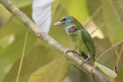 Yellow-fronted barbet - Psilopogon flavifrons