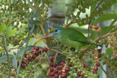 Yellow-fronted barbet - Psilopogon flavifrons