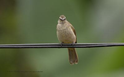 White-browed Bulbul - Pycnonotus luteolus