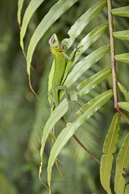 Green Forest Lizard - Calotes calotes