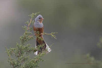 Cretzschmar's bunting - Emberiza caesia