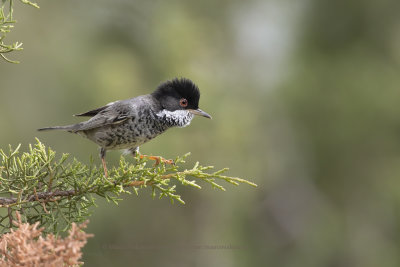 Cyprus Warbler - Sylvia melanothorax