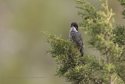 Cyprus Warbler - Sylvia melanothorax