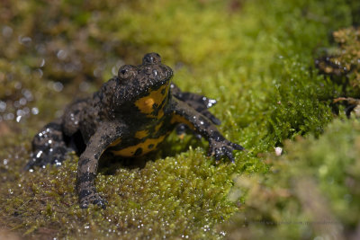 Apennine yellow-bellied toad - Bombina pachypus