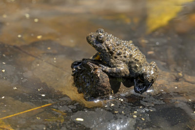 Apennine yellow-bellied toad - Bombina pachypus