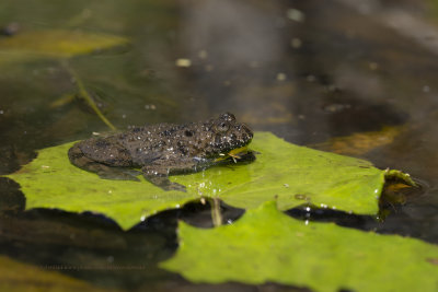 Apennine yellow-bellied toad - Bombina pachypus