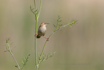 Zitting Cisticola - Cisticola juncidis