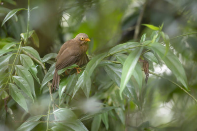 Orange-billed Babbler - Turdoides rufescens
