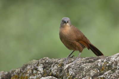 Grey-headed laughingthrush - Garrulax cinereifrons