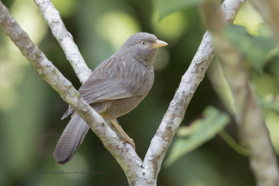 Yellow-billed Babbler - Turdoides affinis