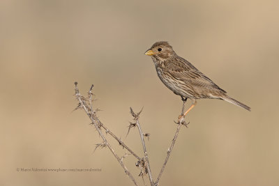 Corn bunting - Miliaria calandra