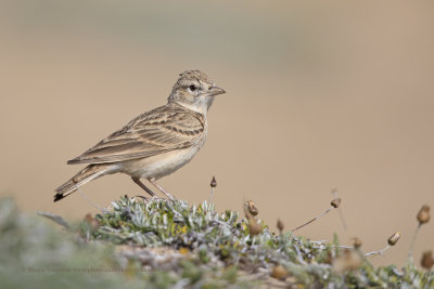 Greater Short-toed Lark - Calandrella brachydactyla