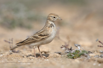 Greater Short-toed Lark - Calandrella brachydactyla