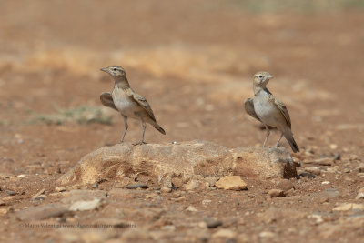 Greater Short-toed Lark - Calandrella brachydactyla