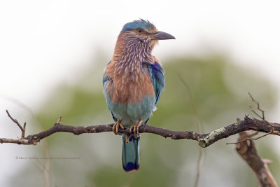 Indian Roller - Coracias benghalensis