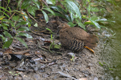 Sri Lanka Junglefowl - Gallus lafayetti