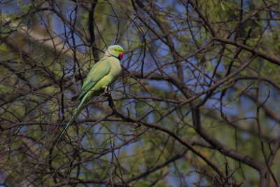 Rosy-ringed parakeet- Psittacula krameri