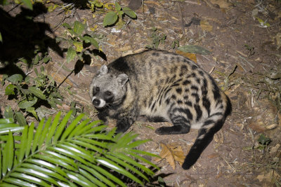 African Civet - Civettictis civetta