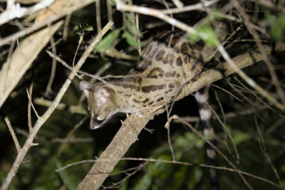 Large Spotted Genet - Genetta tigrina